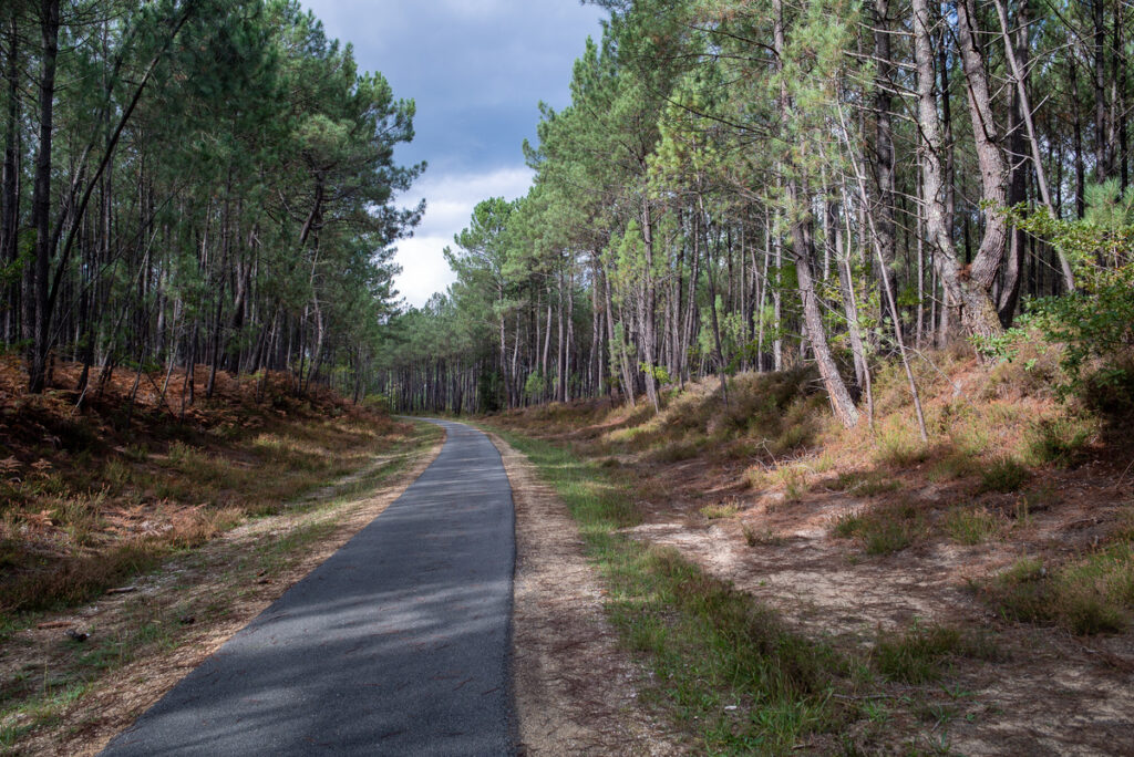 Forêt landaise